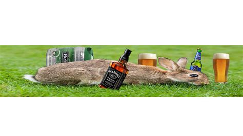 Drunk Rabbit betsul